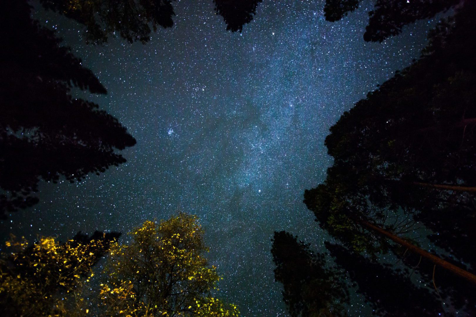 Looking up through the trees at stars